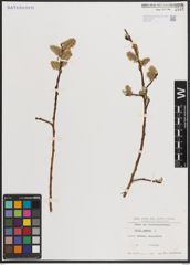 Foto von Salix caprea L.